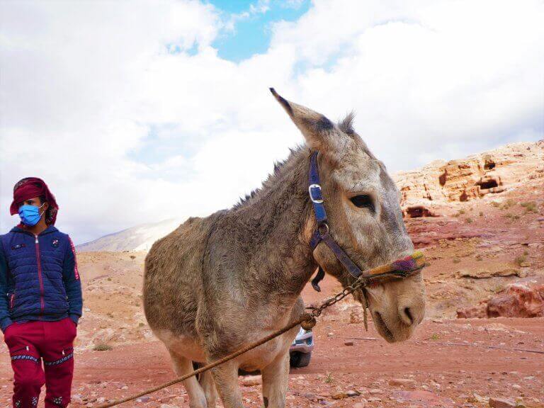 Geweld in Petra verhinderde zorg voor zieke en gewonde dieren