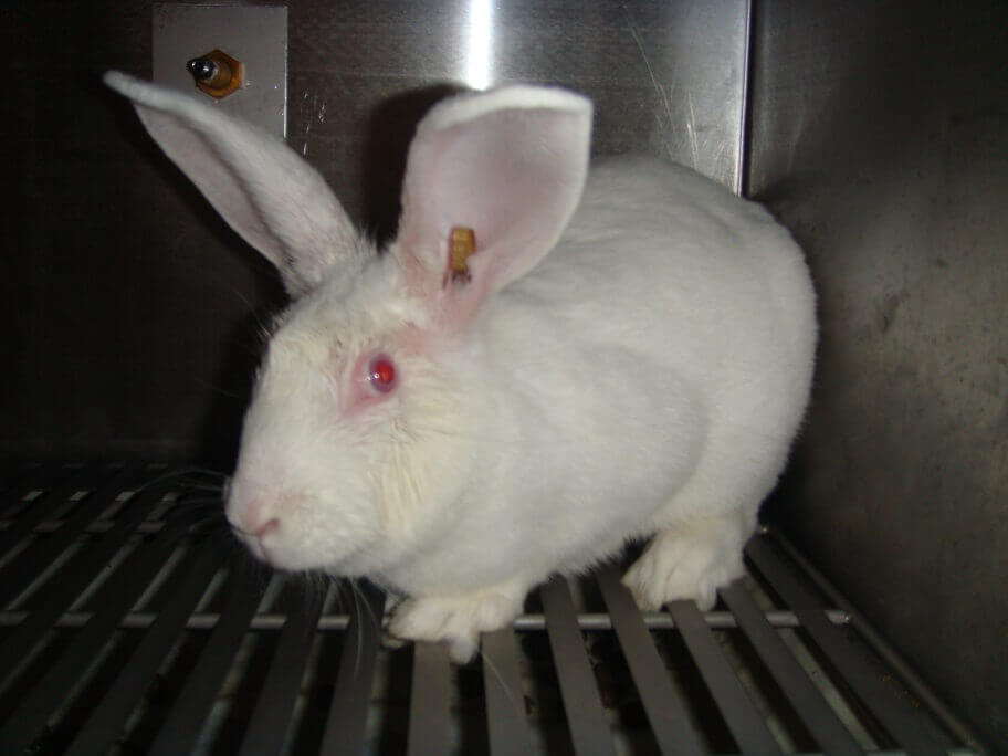 10 jaar na het testverbod worden cosmetica-ingrediënten nog steeds door de keel van dieren geduwd