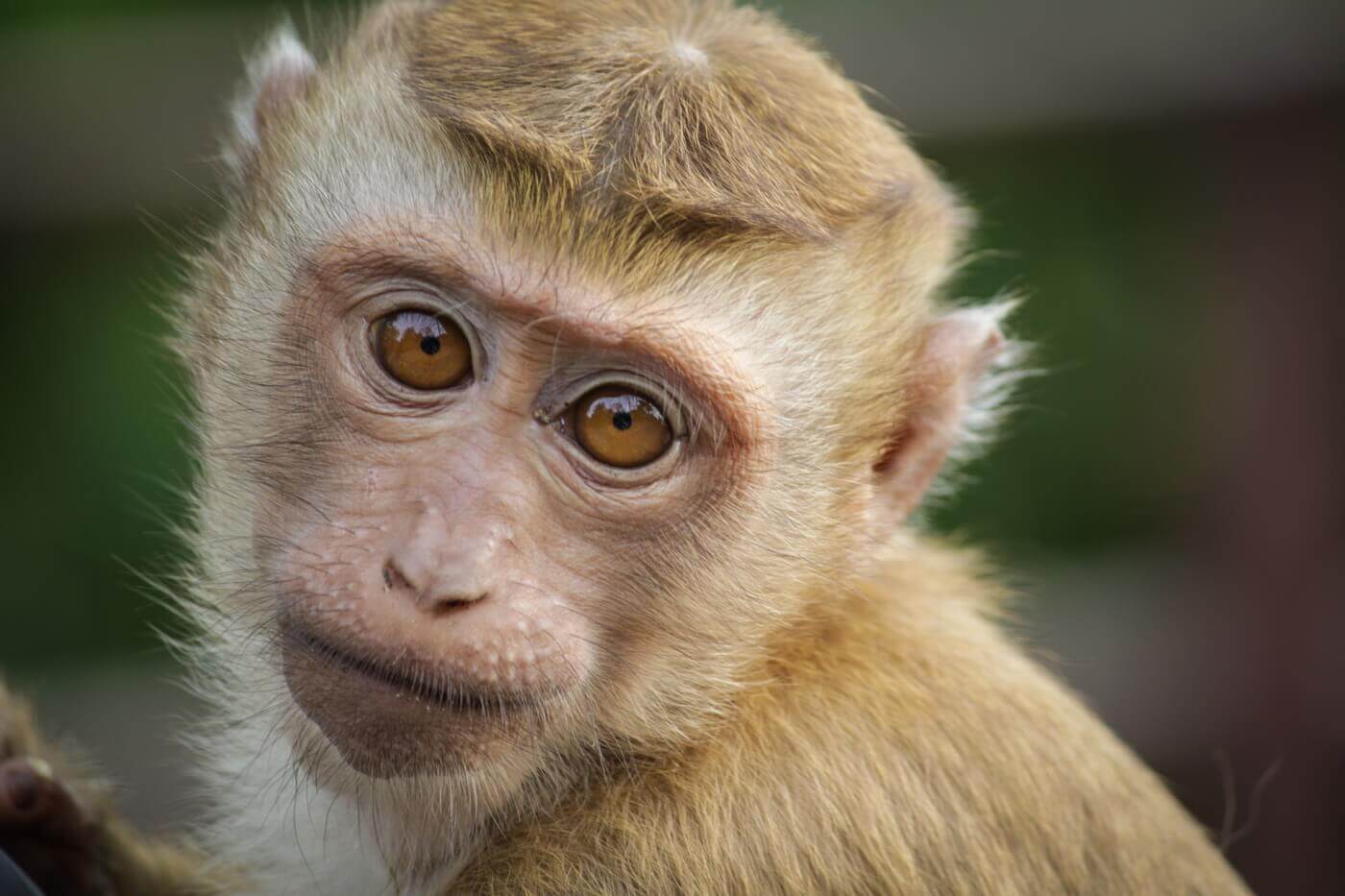 Geweldig nieuws: HelloFresh stopt met het steunen van apenarbeid
