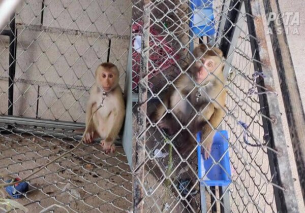 Dring er bij de Thaise ambassadeur op aan om te helpen apenarbeid te stoppen