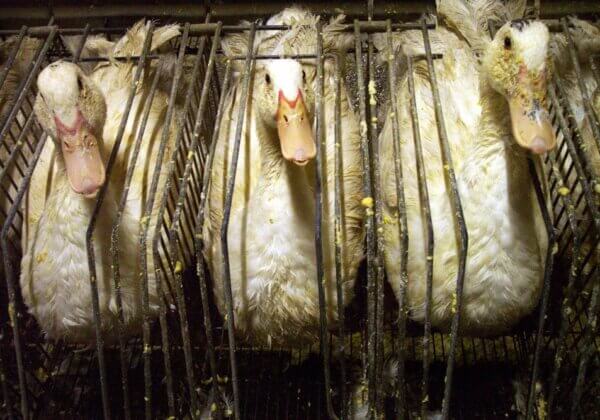 Nederlands Koninklijk Huis bevestigt dat het geen weerzinwekkende foie gras zal serveren