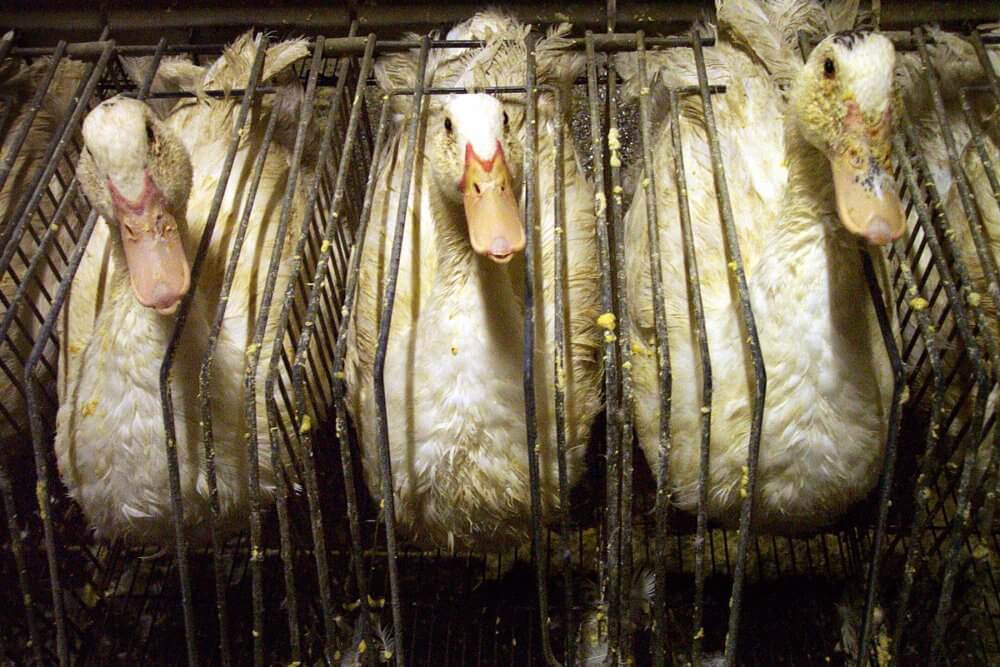 Nederlands Koninklijk Huis bevestigt dat het geen weerzinwekkende foie gras zal serveren