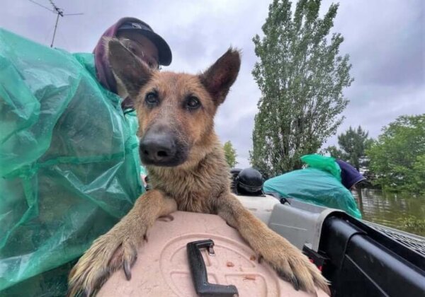 Twee jaar dieren redden in Oekraïne: een kijkje in het dagelijks leven van de reddingswerkers