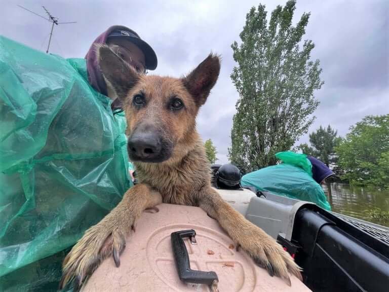 Twee jaar dieren redden in Oekraïne: een kijkje in het dagelijks leven van de reddingswerkers