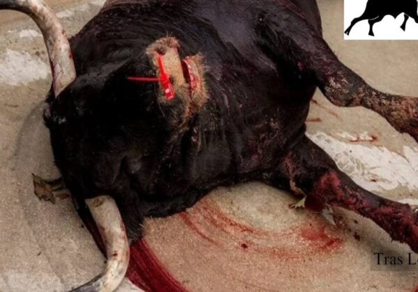 Dring er bij paus Franciscus op aan om de marteling van stieren te veroordelen