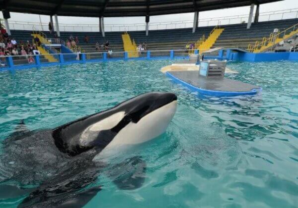 ‘S werelds eenzaamste orka in gevangenschap, Lolita, sterft