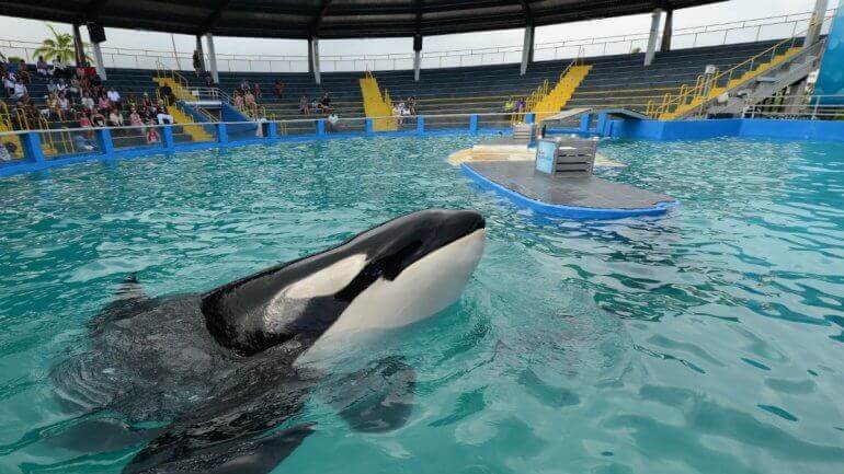 ‘S werelds eenzaamste orka in gevangenschap, Lolita, sterft