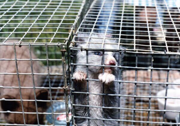 Dierenmishandeling goedgekeurd op het hoogste politieke niveau: pelsfokkerijen en dierentransporten blijven toegestaan