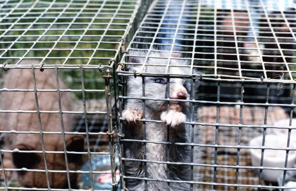 Dierenmishandeling goedgekeurd op het hoogste politieke niveau: pelsfokkerijen en dierentransporten blijven toegestaan