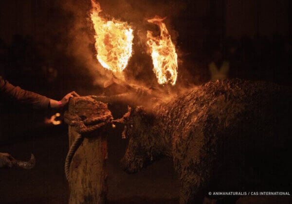 Video van activisten toont brandende stier op vuurstierfeest (Toro Júbilo)