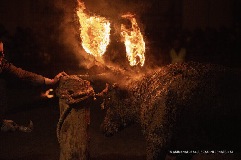 Video van activisten toont brandende stier op vuurstierfeest (Toro Júbilo)