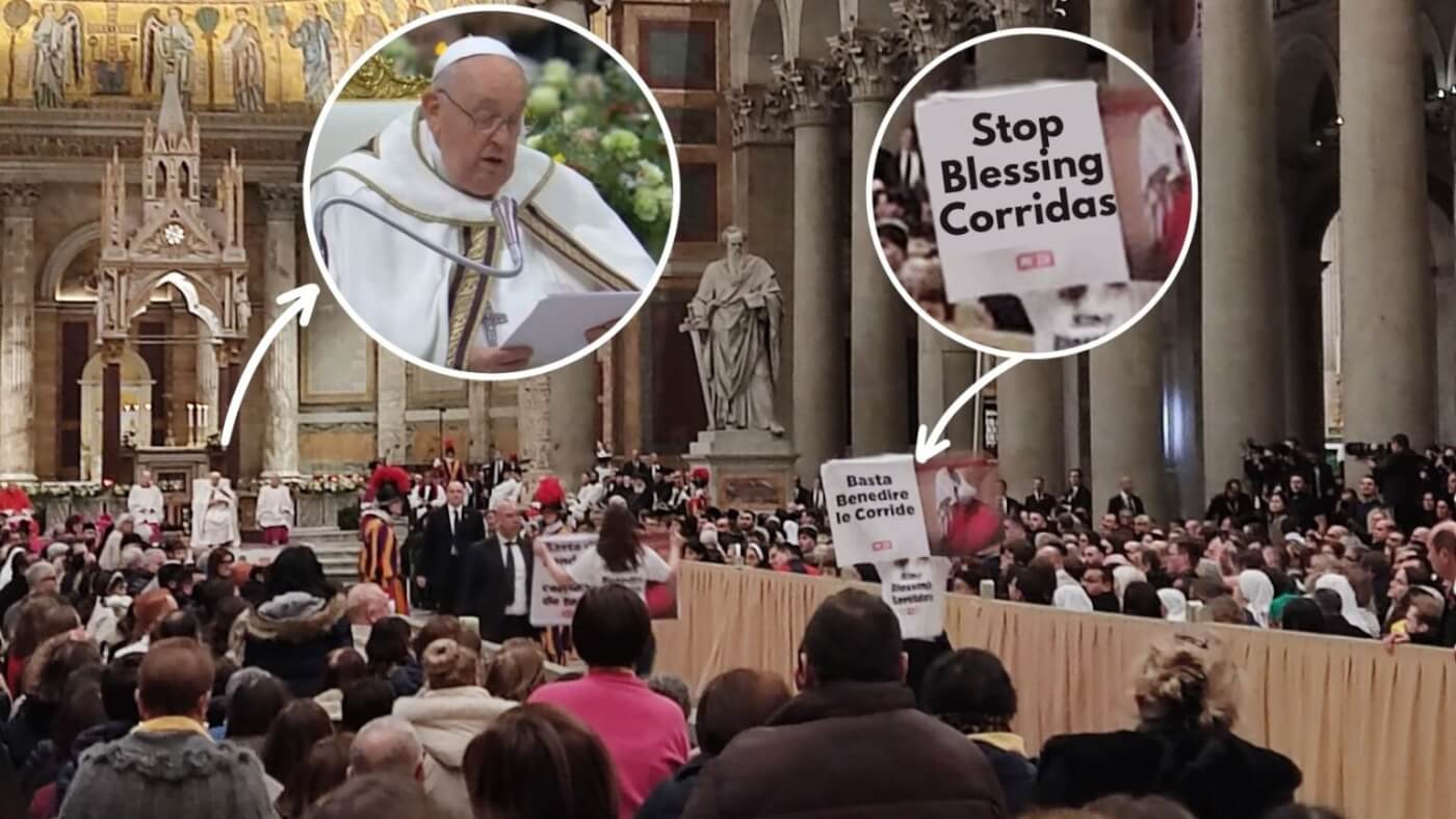 PETA dringt er bij de Paus op aan de schandelijke banden van de Katholieke Kerk met het stierenvechten te verbreken.