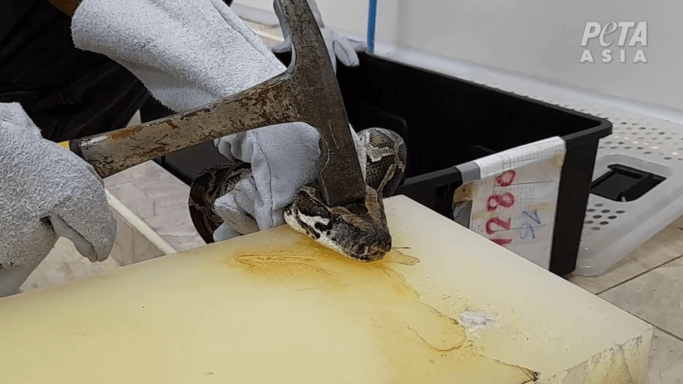 Het moederbedrijf van Gucci in verband gebracht met gruwelijke slangenmoorden