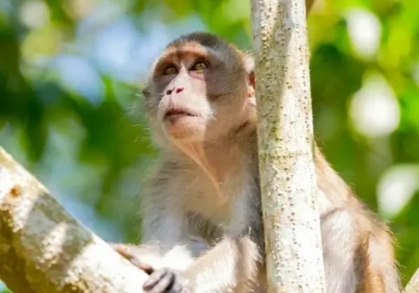 Dr. Frans de Waal bewees de grote diepte van de emoties van dieren: Neem actie ter ere van hem