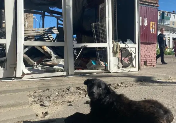 Noodgeval! Teams haasten zich om dieren uit Oekraïne Stad te krijgen, voordat het te laat is