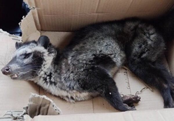 Is jouw koffie verkregen uit wreedheid? Dieren lijden voor Kopi Luwak