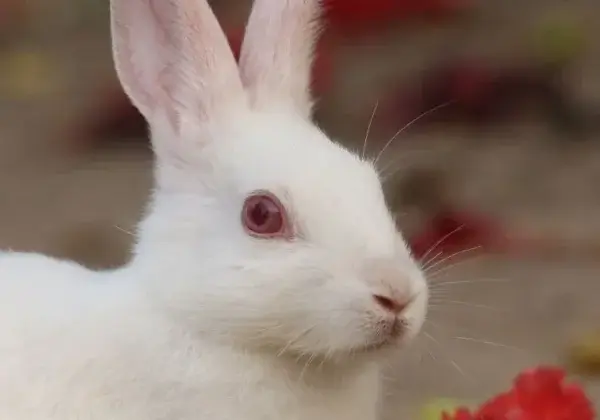 Waarom PETA US de vereisten voor haar lijst met niet-geteste producten wijzigt