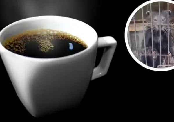 Goed nieuws! Civetkoffie geschrapt na aandringen van PETA UK
