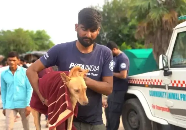 Tientallen dieren overleven de overstromingen in Delhi dankzij het PETA India-team
