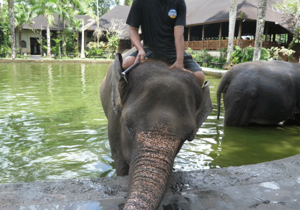 Olifanten geslagen, verwond en vastgeketend bij toeristische trekpleisters op Bali