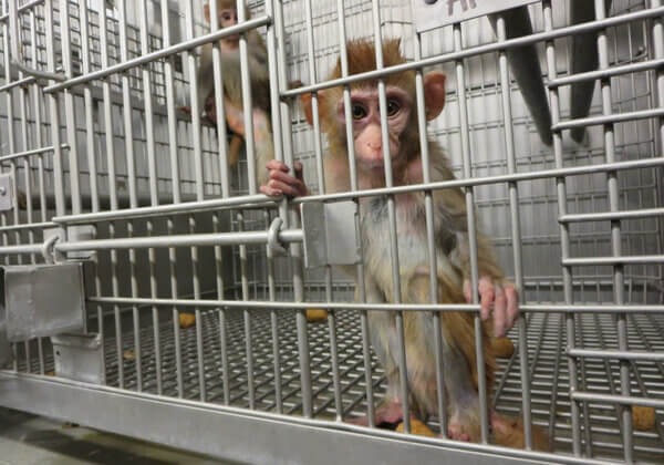 Help PETA een einde te maken aan experimenten op apen!
