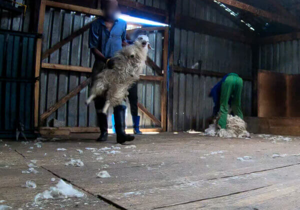 Geiten geslagen, meegesleept en bloedend achtergelaten voor ‘humaan’ mohair
