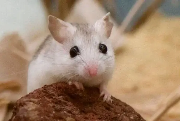 OVERWINNING! Oreo-maker stopt met dierproeven na succesvolle PETA-campagne
