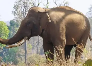 Overwinning voor dieren! Geen olifantenritten meer in Indonesië