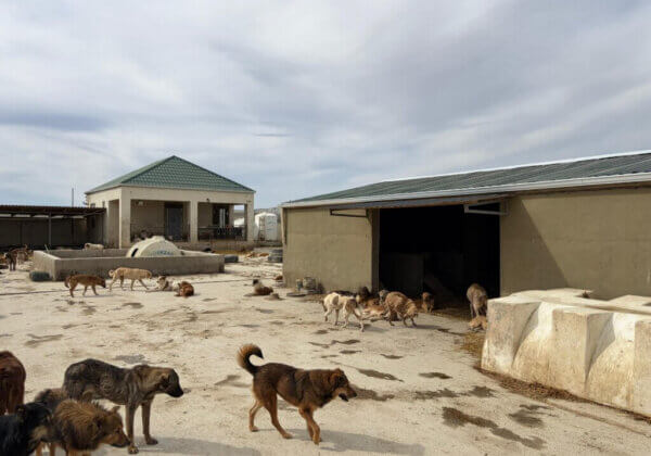 PETA’s Global Compassion Fund helpt honden in het Midden-Oosten de kou te overleven