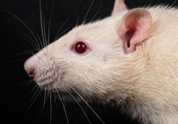 Een historische overwinning voor dieren: Europa komt dichter bij het beëindigen van het testen van chemische stoffen op dieren